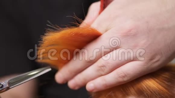 男性手拿着一根头发用剪刀和梳子剪头发红头发妇女头发被剪特写镜头视频的预览图