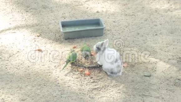 鹦鹉和兔子在一起视频的预览图