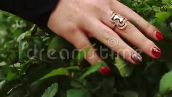 女人的手拿着红色的指甲抚摸着灌木上的叶子视频的预览图