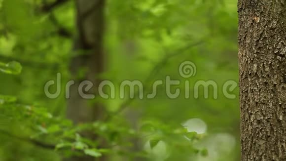 可爱的大斑点啄木鸟主要在巢中喂养它的后代绿林树叶背景视频的预览图