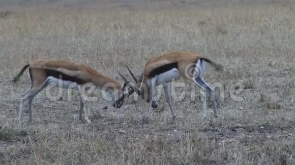 汤姆森的瞪羚打架视频的预览图