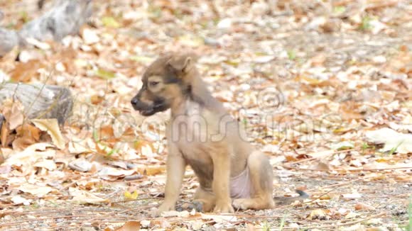 棕色小狗狗坐在枯叶上视频的预览图