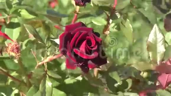 勃艮第玫瑰花视频的预览图