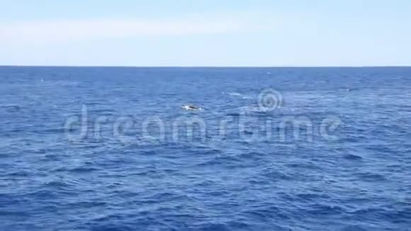 鲸鱼在太平洋的水面上挥舞着鳍视频的预览图