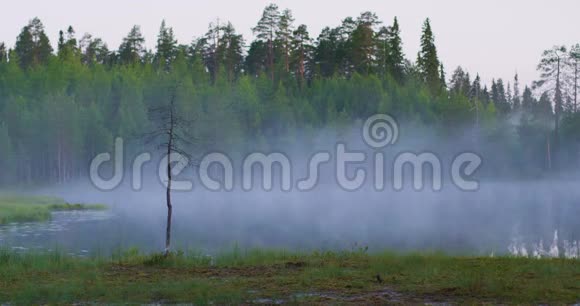 早晨美丽的雾湖在郁郁葱葱的芬兰森林中视频的预览图
