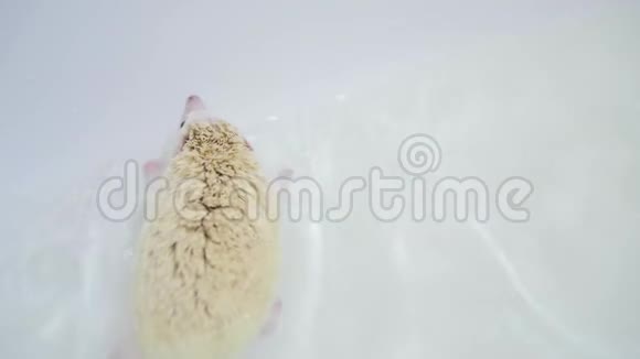 白化宠物驯养刺猬在白色浴缸里游泳视频的预览图