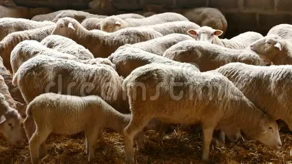 羊和羊的羊群视频的预览图
