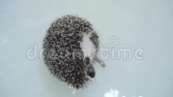可爱的宠物驯养的刺猬在白色浴缸里的水中爬行视频的预览图