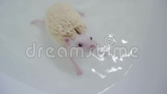 白化宠物驯养刺猬在白色浴缸里的水中爬行视频的预览图