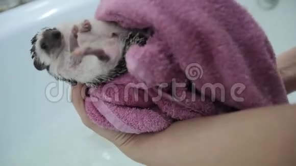 女性用毛巾擦干宠物刺猬洗澡后视频的预览图