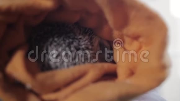 藏在布橙色罩里的可爱尖刺宠物刺猬视频的预览图