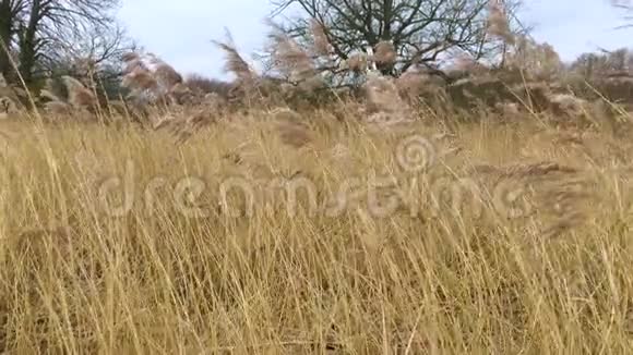 莫登厅公园湿地冬季芦苇视频的预览图
