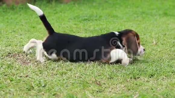 懒惰的比格狗在草坪上视频的预览图