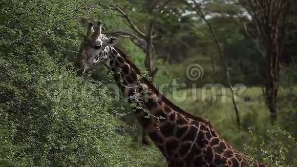 长颈鹿长颈鹿吃树叶视频的预览图