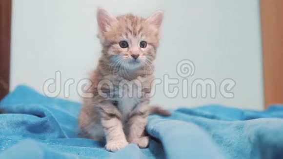 小灰色苏格兰条纹小猫肖像小可爱可爱的小猫坐在蓝色背景宠物概念生活方式视频的预览图