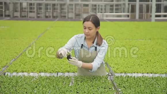 农业工业种植蔬菜莴苣视频的预览图