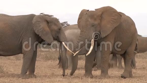 大象树干互相碰触视频的预览图