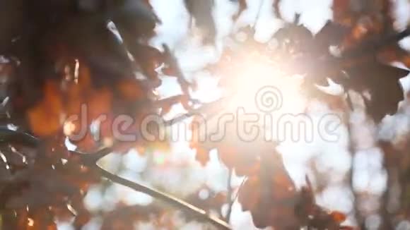 秋天的叶子有阳光视频的预览图