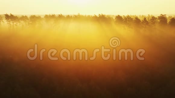 黎明时分缓慢的无人机在秋林中飞行太阳的光线穿过雾视频的预览图