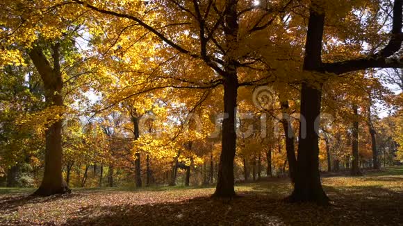 黄色秋天树的景色视频的预览图