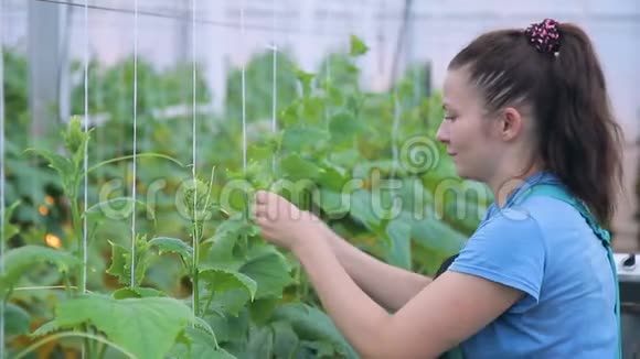 年轻女子在农场的温室里系黄瓜植物视频的预览图