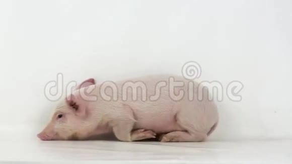 小猪睡觉视频的预览图