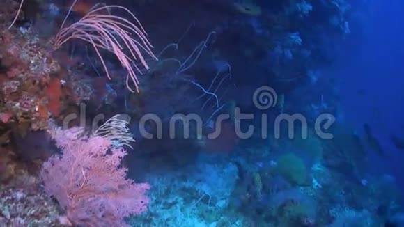 在珊瑚礁上降落视频的预览图