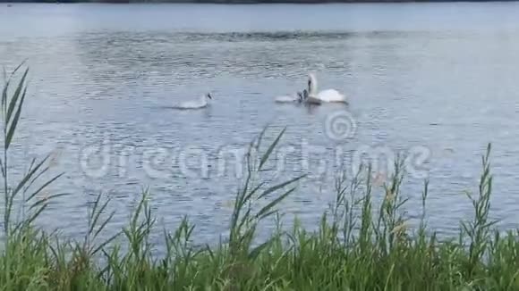 一家白天鹅妈妈和天鹅视频的预览图