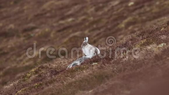 今年四月在苏格兰的cairngormsNP山野兔Lepuschibleus在春天坐着盯着特写镜头视频的预览图