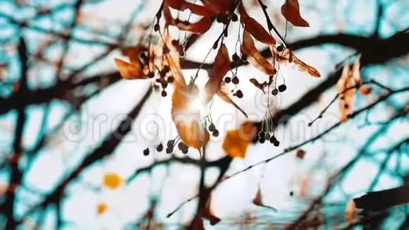 秋天的森林阳光透过一棵树枝黄的叶子美丽的风景公园枫树阳光明媚视频的预览图