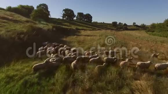 一群羊在跑视频的预览图