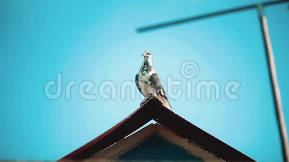 坐在屋顶上的白鸽美丽的大白鸽和大白鸽的特写肖像视频的预览图