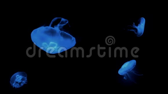 蓝色水母漂浮在水下视频的预览图