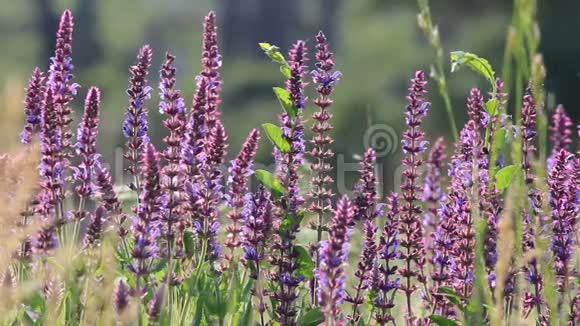 美丽的春紫野花视频的预览图