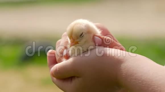 孩子手里的新生鸡在人的手掌特写上在模糊的背景上视频的预览图