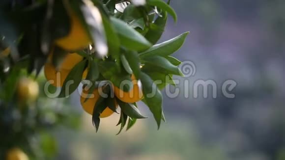 靠近一棵橘子树视频的预览图
