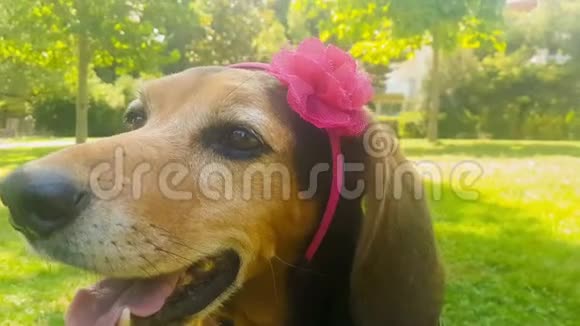 雌性快乐猎狗戴着一条带花的硬带视频的预览图