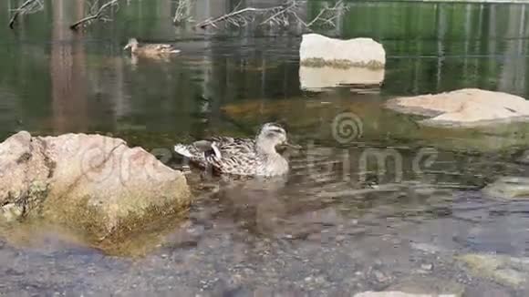 鸭子在水里视频的预览图
