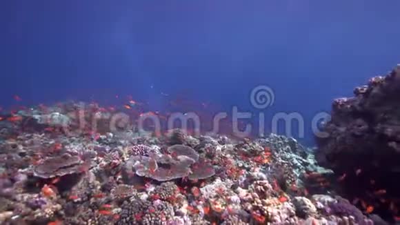 海底阳光和鹦鹉鱼的珊瑚视频的预览图