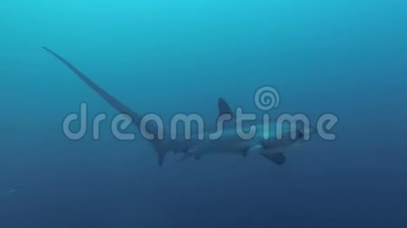 菲律宾马拉帕斯卡亚河莫奈德浅滩海水下游鲨视频的预览图