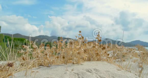 黄色干燥的草本植物背景中有青山和白云的轮廓有点风视频的预览图