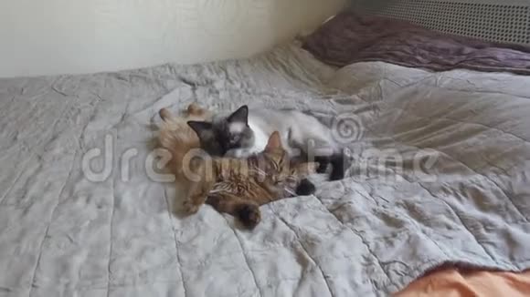 成年猫湄公河马尾和小猫索马里宠物躺在床上睡觉视频的预览图