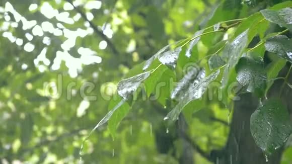 雨天绿叶树夏视频的预览图