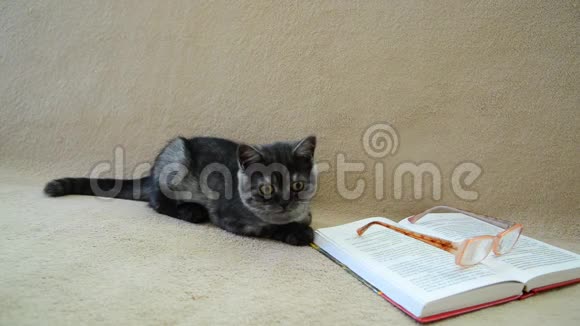 一只灰色的小猫躺在一本书上视频的预览图