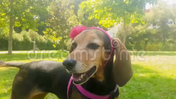 一只女猎狗穿着一条带着花的硬带的滑稽肖像视频的预览图