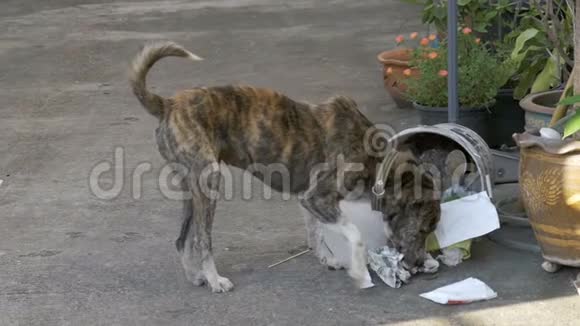 无家可归瘦弱和饥饿的狗在街上的垃圾桶里挖亚洲泰国慢动作视频的预览图