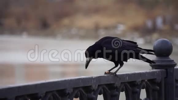 阴天和大城市背景下河上铁栏杆上的黑鸦和海鸥吃面包的鸟视频的预览图