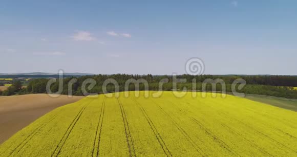 油菜花在农业领域的鸟瞰图视频的预览图
