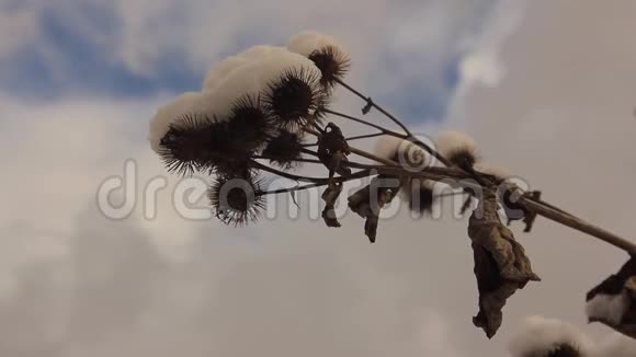 干燥的蓟枝和第一场雪视频的预览图