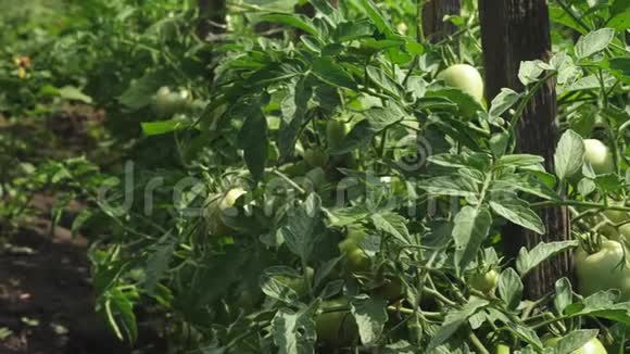 绿色的西红柿挂在树枝上温室中番茄植株的实穗农业企业未成熟的西红柿视频的预览图